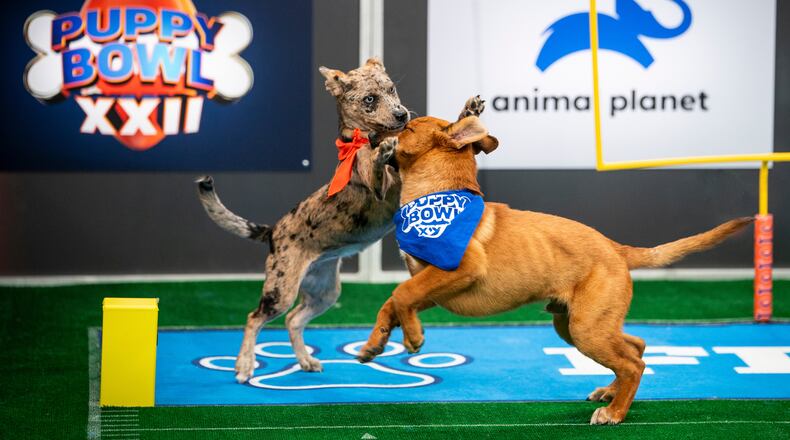 This image released by Warner Bros. Discovery shows dogs participating in Puppy Bowl XXII, airing Sunday across Animal Planet, Discovery, TBS, truTV, HBO Max and discovery+. (Ryan Muir/Warner Bros. Discovery via AP)
