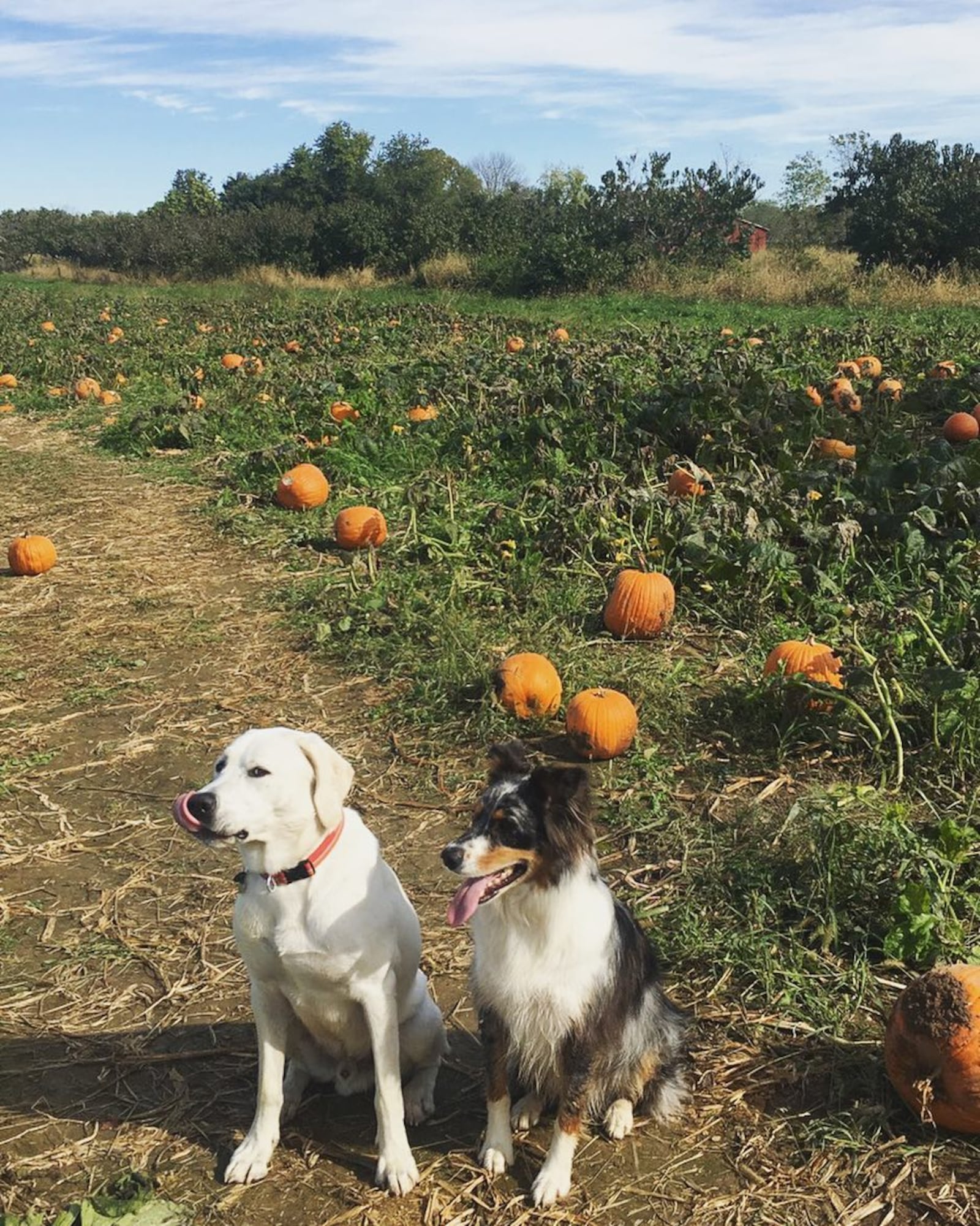 Peifer Orchards in Yellow Springs allows customers to pick out their own pumpkins from their pumpkin patch every weekend throughout September and October.