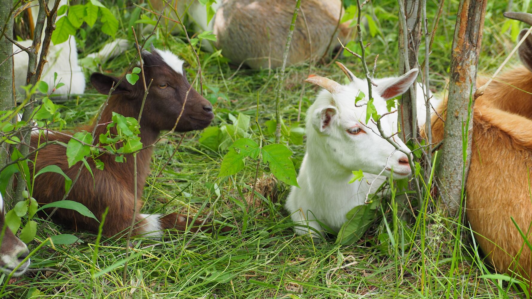 Miami Woods goats