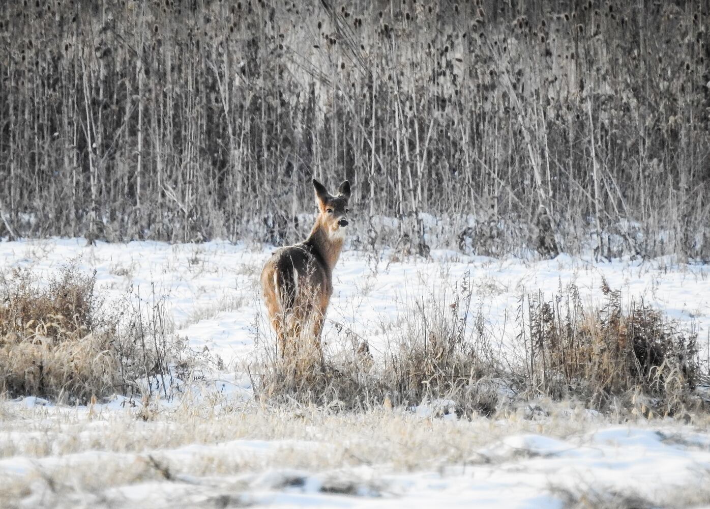 Journal-News Month in Photos January 2018
