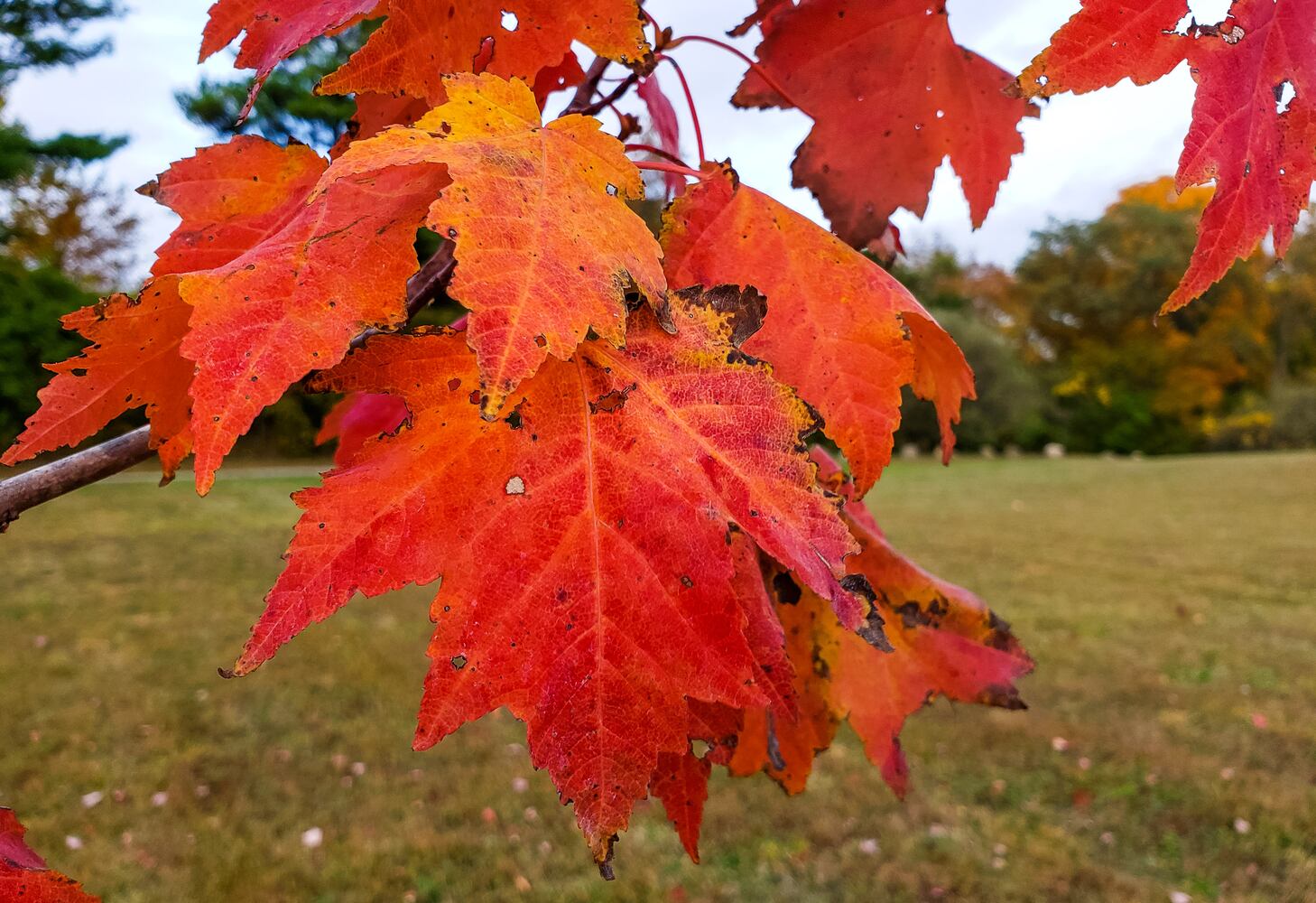 Fall colors October 2020