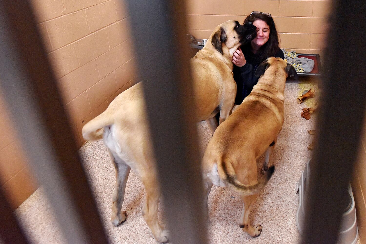West Chester Pet Resort