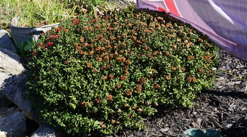 Fall-planted mums showing a lack of water; flowers are more susceptible to dying than foliage. CONTRIBUTED