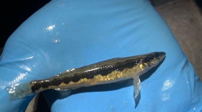 The longhead darter, once thought to be extinct in Ohio, was found in the Ohio River for the first time in 82 years. (Ohio Division of Wildlife)