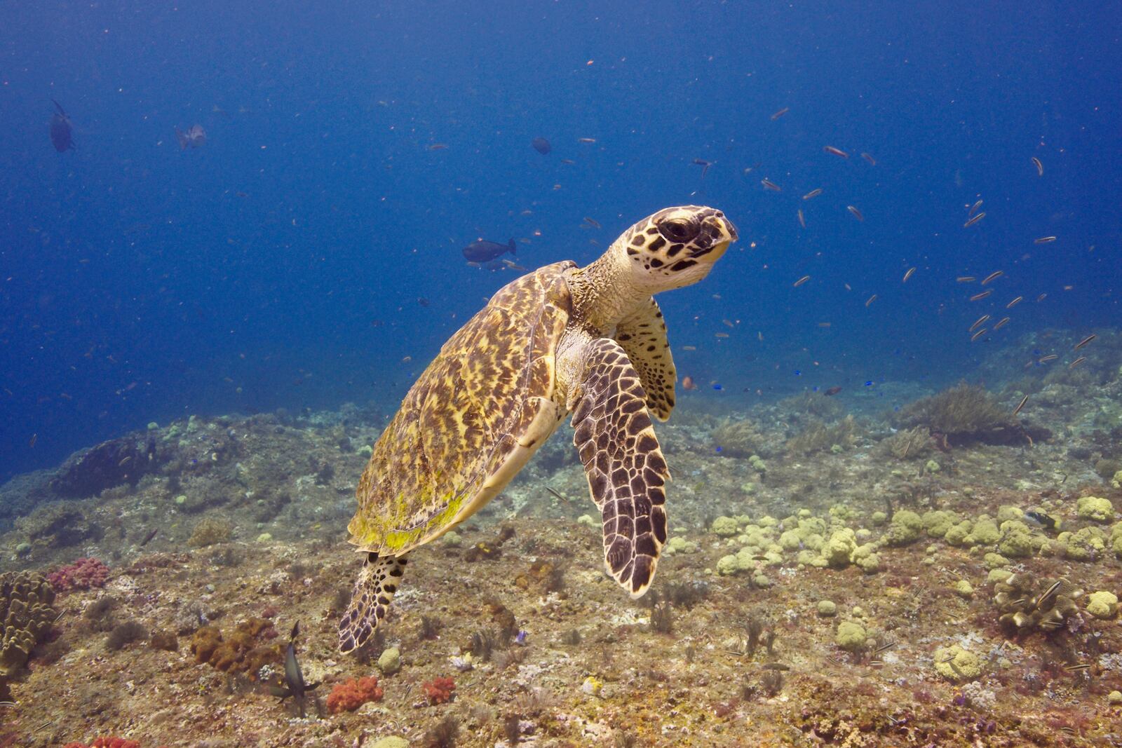 This photo provided by the Oceanic Society shows a hawksbill turtle underwater in Indonesia in 2019. (Ben Hamilton/Oceanic Society via AP)