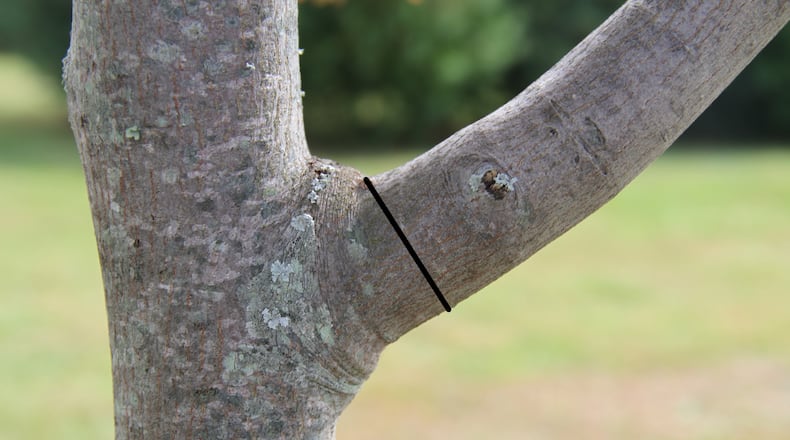 Make proper cuts on tree branches for best wound sealing; cut at the branch bark collar as shown with the black line.