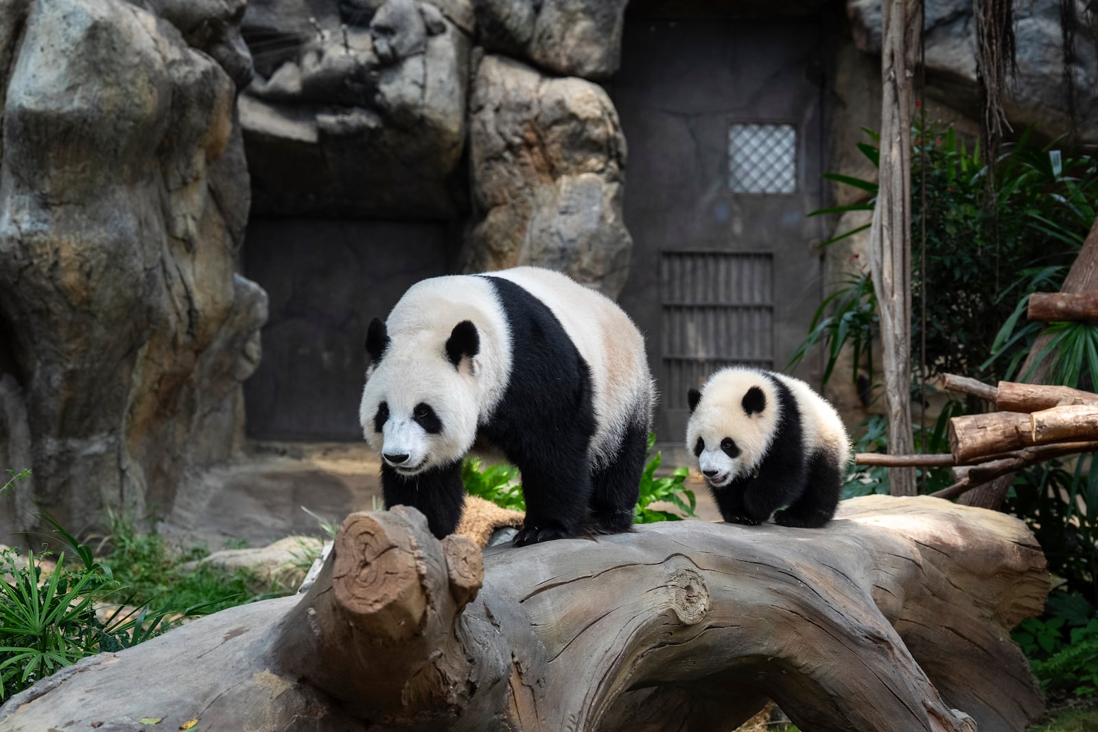 Giant panda Ying Ying, left, and her daughter Jia Jia are seen at their enclosure in Ocean Park in Hong Kong, Tuesday, May 27, 2025. (AP Photo/Chan Long Hei)