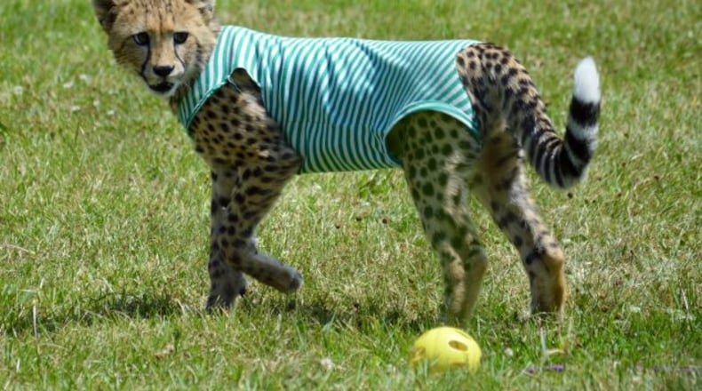 The Cincinnati Zoo announced the death of one of its cheetahs, Redd, on Sunday, Sept. 3, 2023. Photo courtesy Cincinnati Zoo.