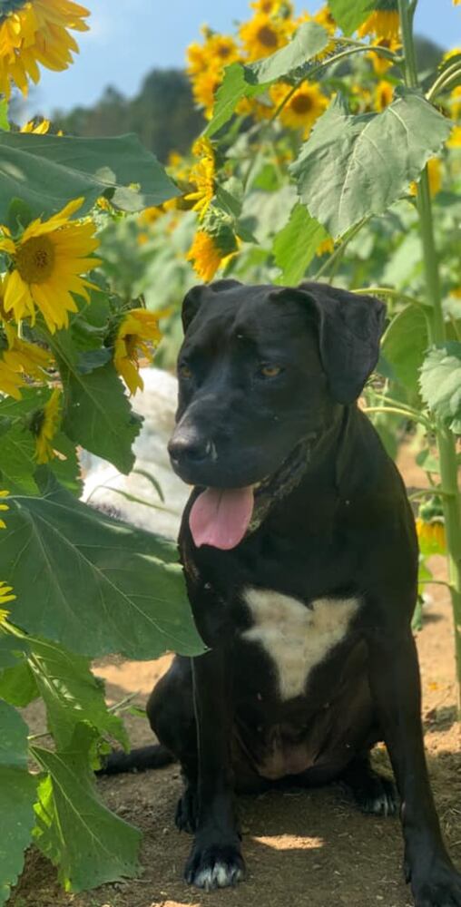 PHOTOS Readers respond to National Black Dog day post with pictures of their pets.