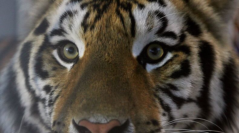 BATON ROUGE, LA - OCTOBER 06: LSU mascot Mike VI, a Bengal/Siberian mixed tiger, is displayed on the field before the Florida Gators take on the LSU Tigers at Tiger Stadium on October 6, 2007 in Baton Rouge, Louisiana. (Photo by Doug Benc/Getty Images)