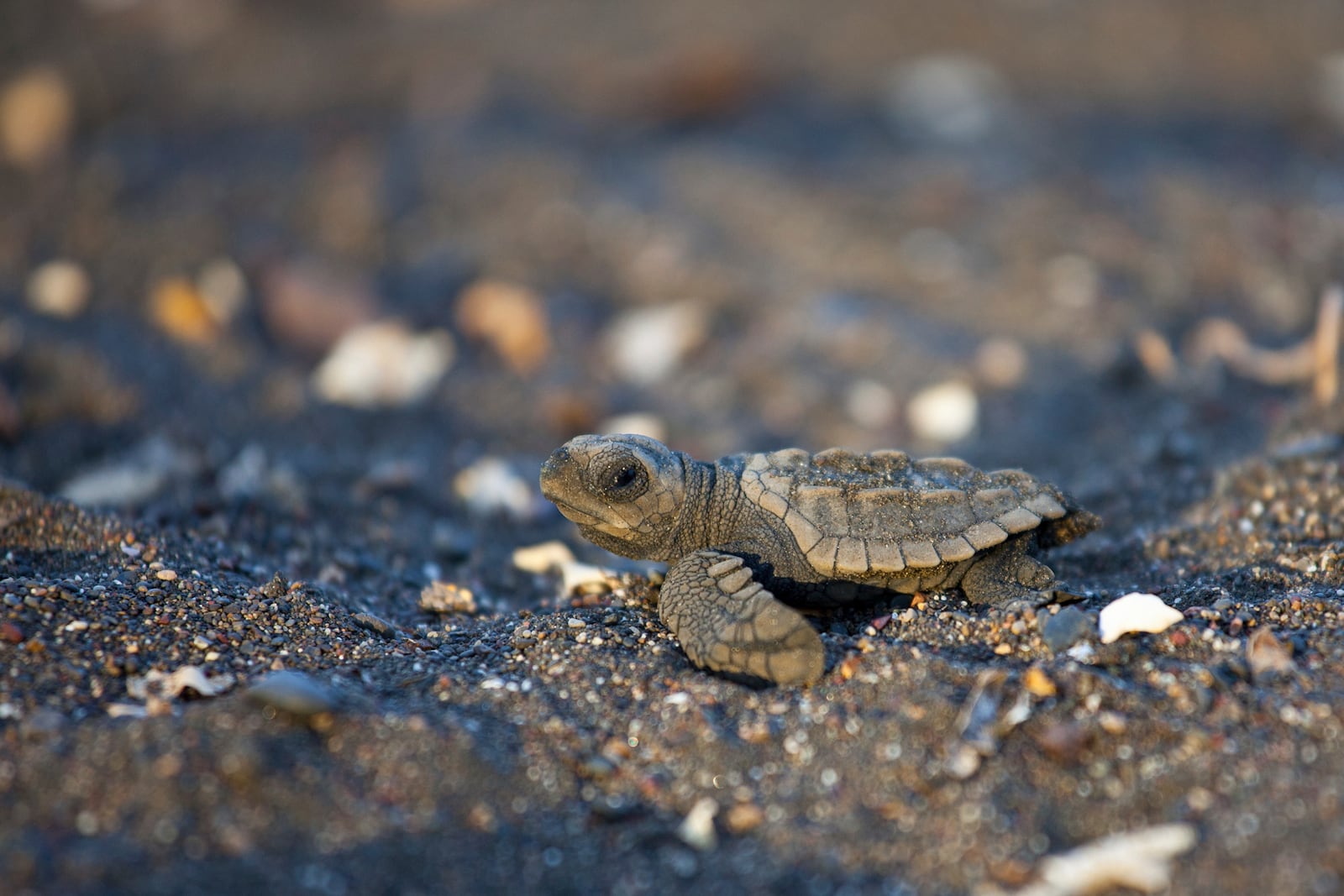 This photo provided by the Oceanic Society shows a young olive Ridley turtle in Costa Rica in 2018. (Brian J. Hutchinson/Oceanic Society via AP)