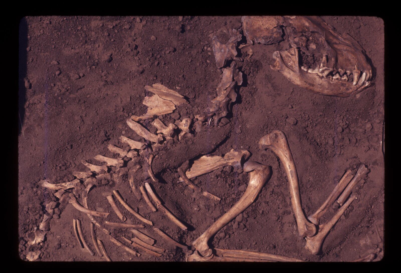 The skeleton of a dog native to the Americas.