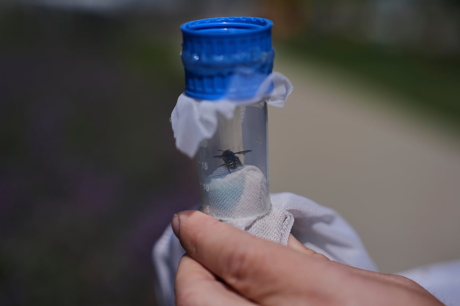 Reese Jackson holds a leafcutter bee inside of a collection vial Tuesday, June 17, 2025, at Bowling Greene State University in Bowling Green, Ohio. (AP Photo/Joshua A. Bickel)