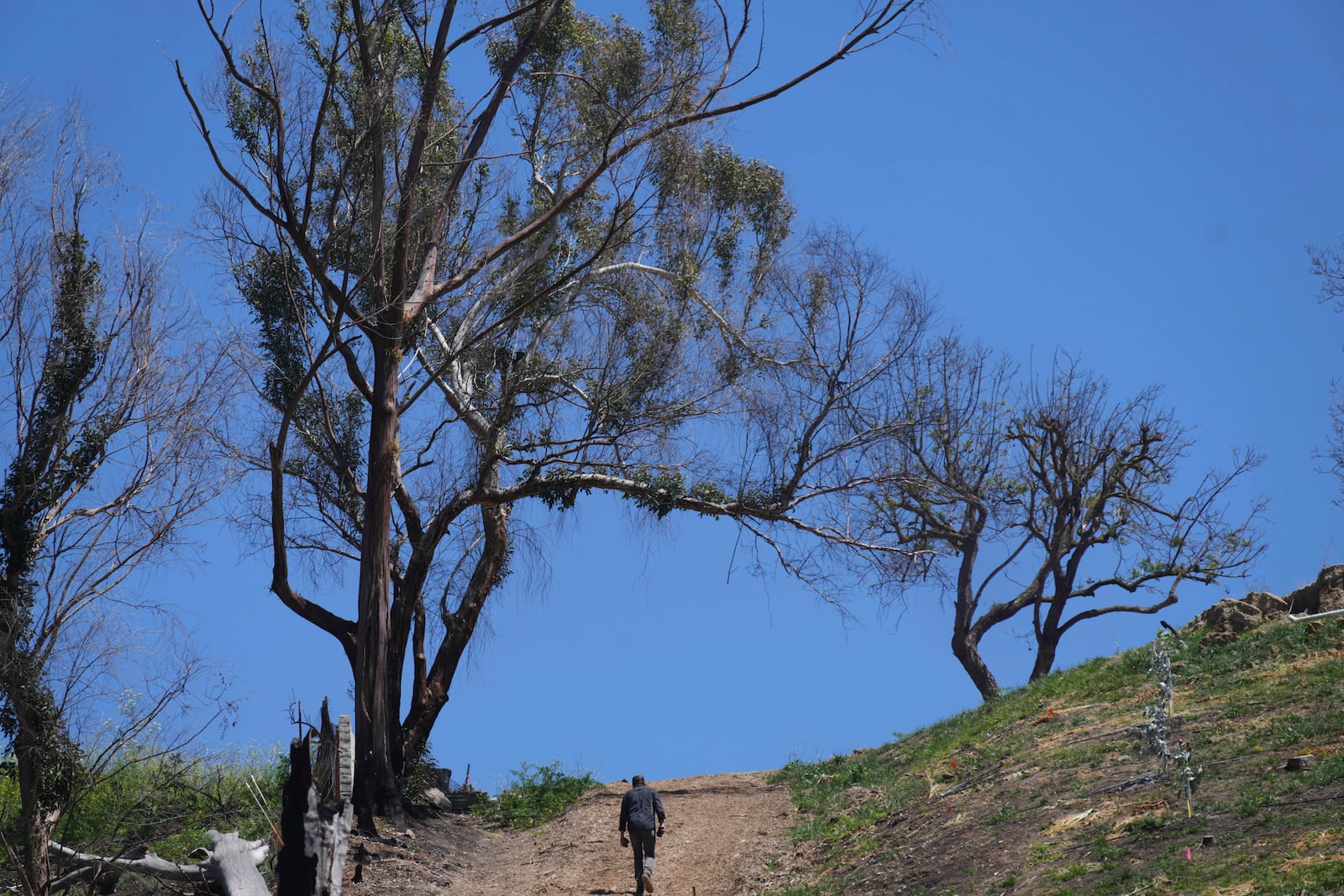 Andreas Tompros tours Ridgecrest Avocados in Somis, Calif., on Thursday, May 15, 2025. (AP Photo/Damian Dovarganes)