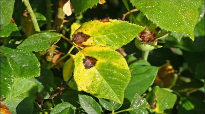 Black spot is a common disease on roses. Once correctly identified, you can use integrated pest management strategies to best manage this pest problem.