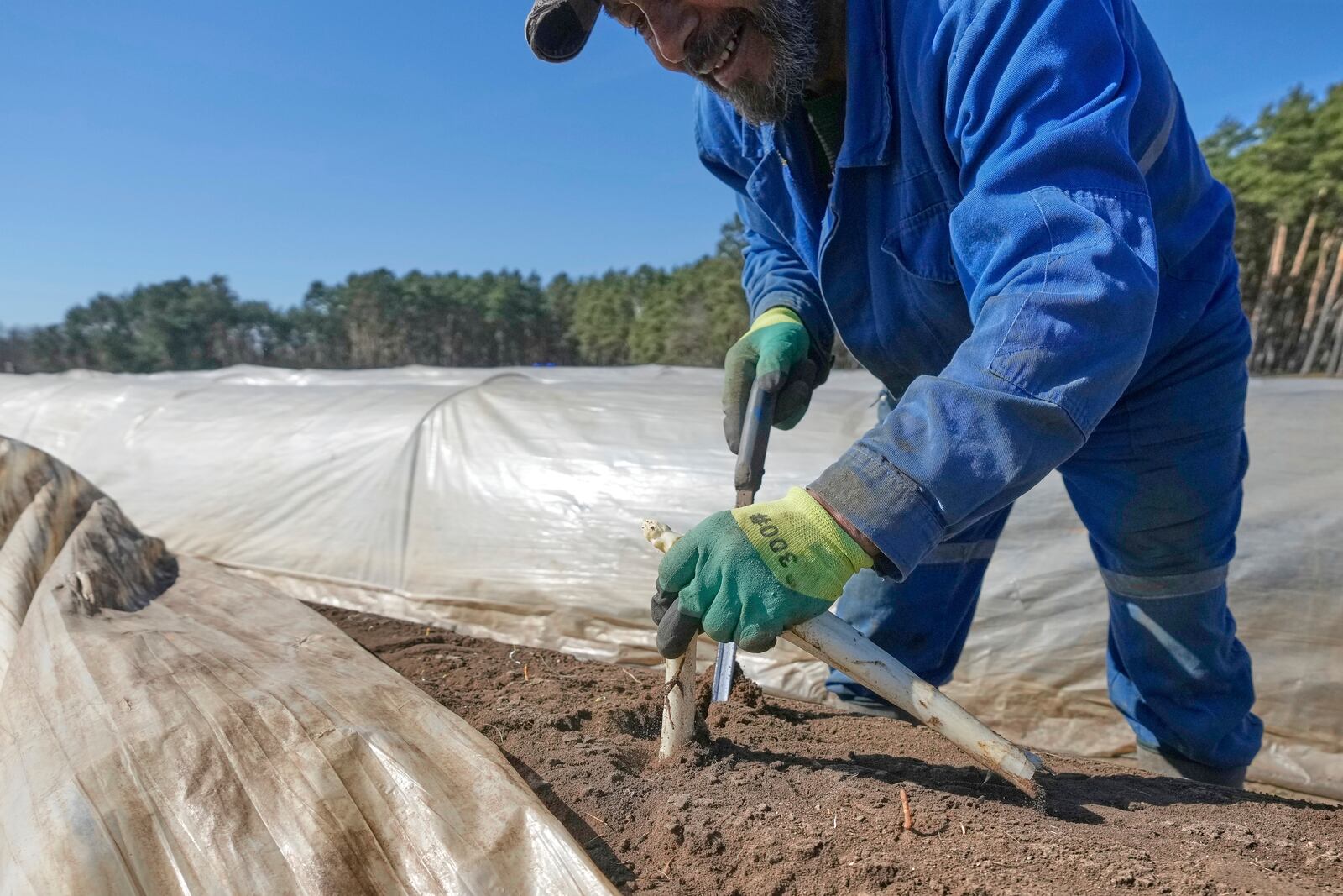 A farm worker cuts white asparagus on a field near Beelitz, Germany, Thursday, April 3, 2025. (AP Photo/Markus Schreiber)