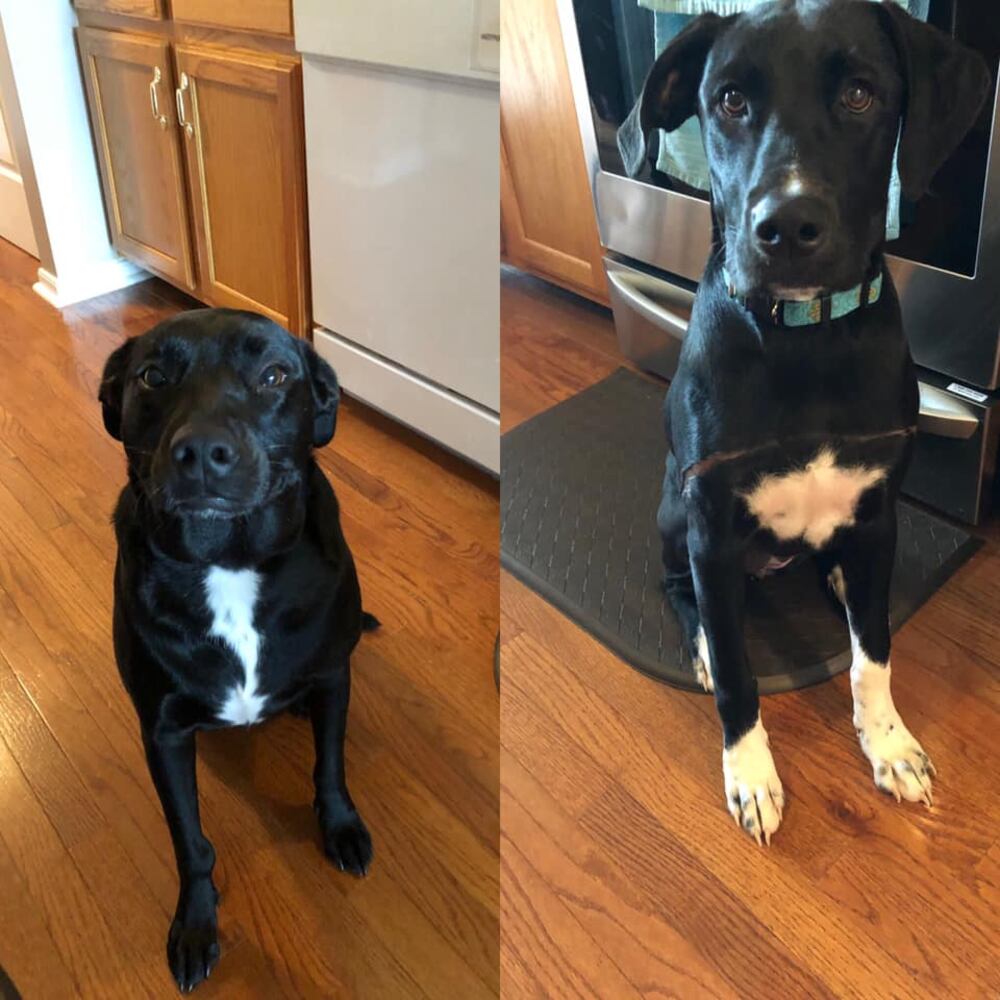 PHOTOS Readers respond to National Black Dog day post with pictures of their pets.