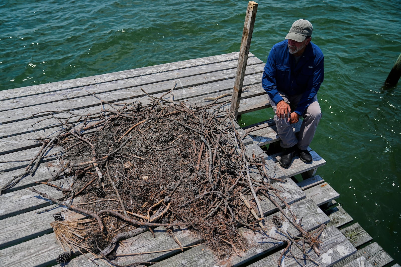 Brian Watts, research professor and director of the Center for Conservation Biology at The College of William & Mary, looks over at failed osprey nest atop a wooden duck blind on the Lower York River, June 30, 2025, in Gloucester Point, Va. (AP Photo/Stephanie Scarbrough)