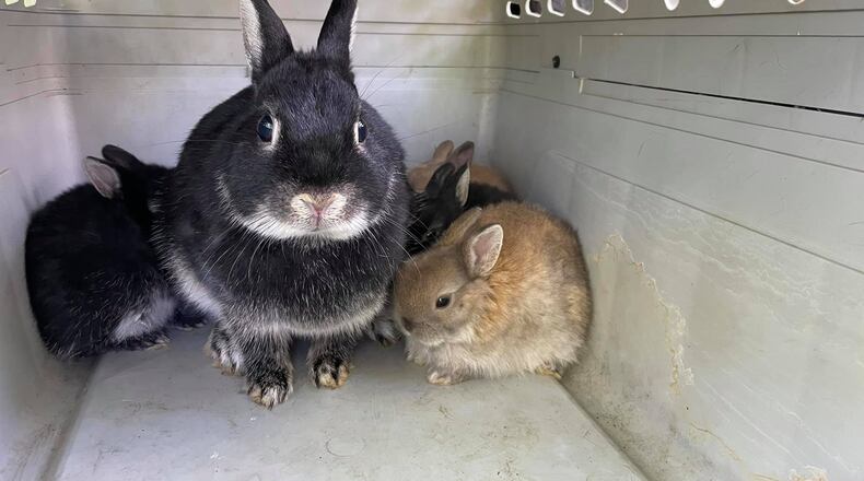 Volunteers from several animal rescue agencies teamed up Saturday to rescue 65 domestic rabbits dumped in Middletown's Smith Park. SUBMITTED