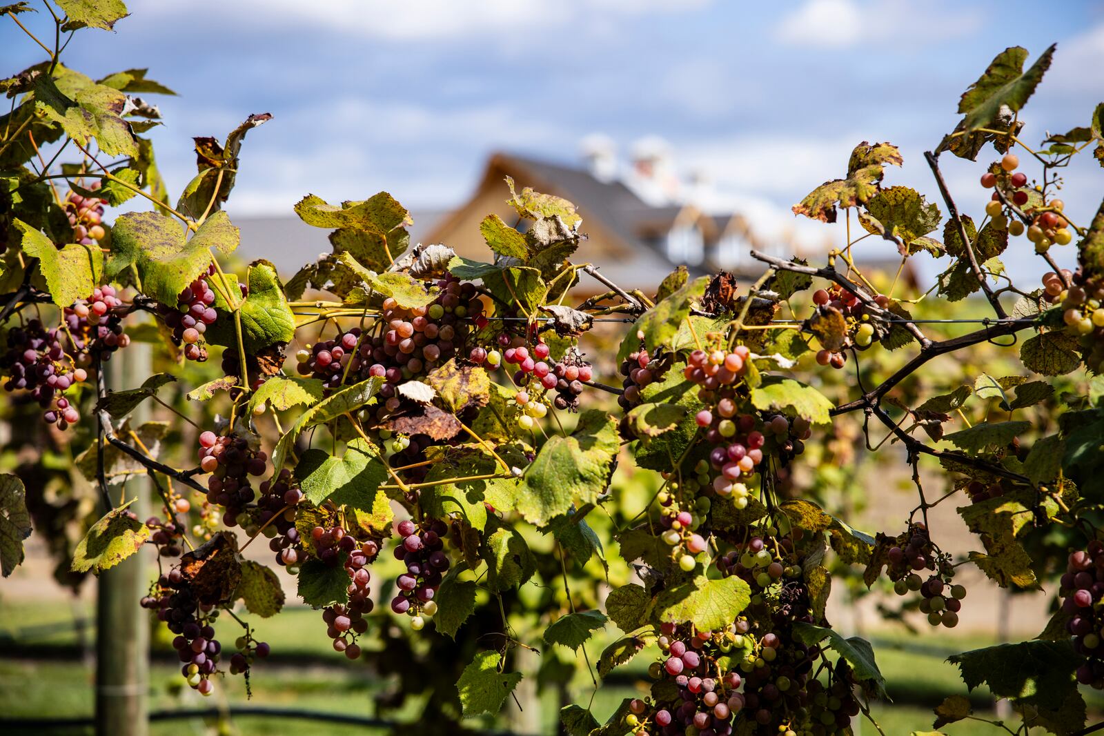 Garver Family Farm will have their Harvest Fest on Saturday and is expanding with addition of the new building opening at the beginning of 2024 that will have a bakery, bistro, wine bar and more. NICK GRAHAM/STAFF