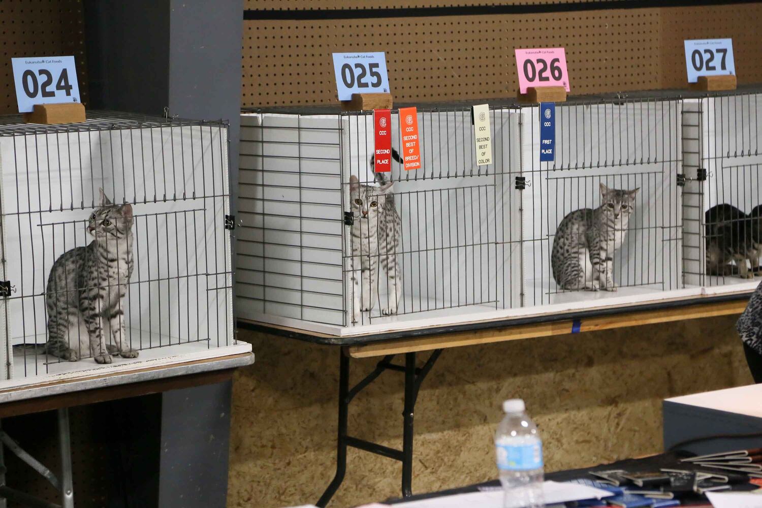Cat Show at Butler County Fairgrounds