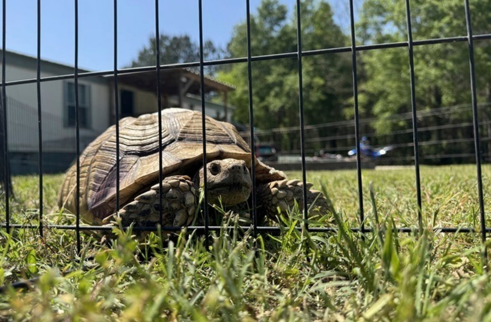 Myrtle the tortoise roams his pen in Kokomo, Miss., on Thursday, April 15, 2025. (AP Photo/Sophie Bates)