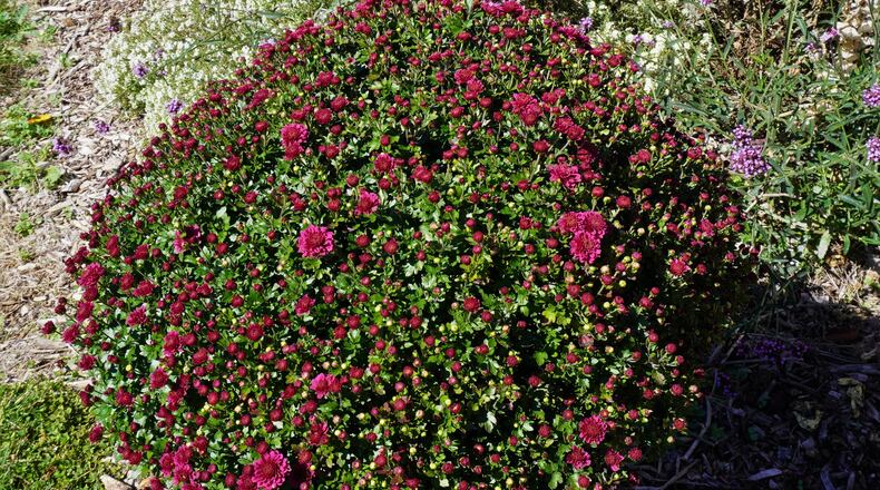 Proper care of decorative mums leads to successful overwintering. CONTRIBUTED