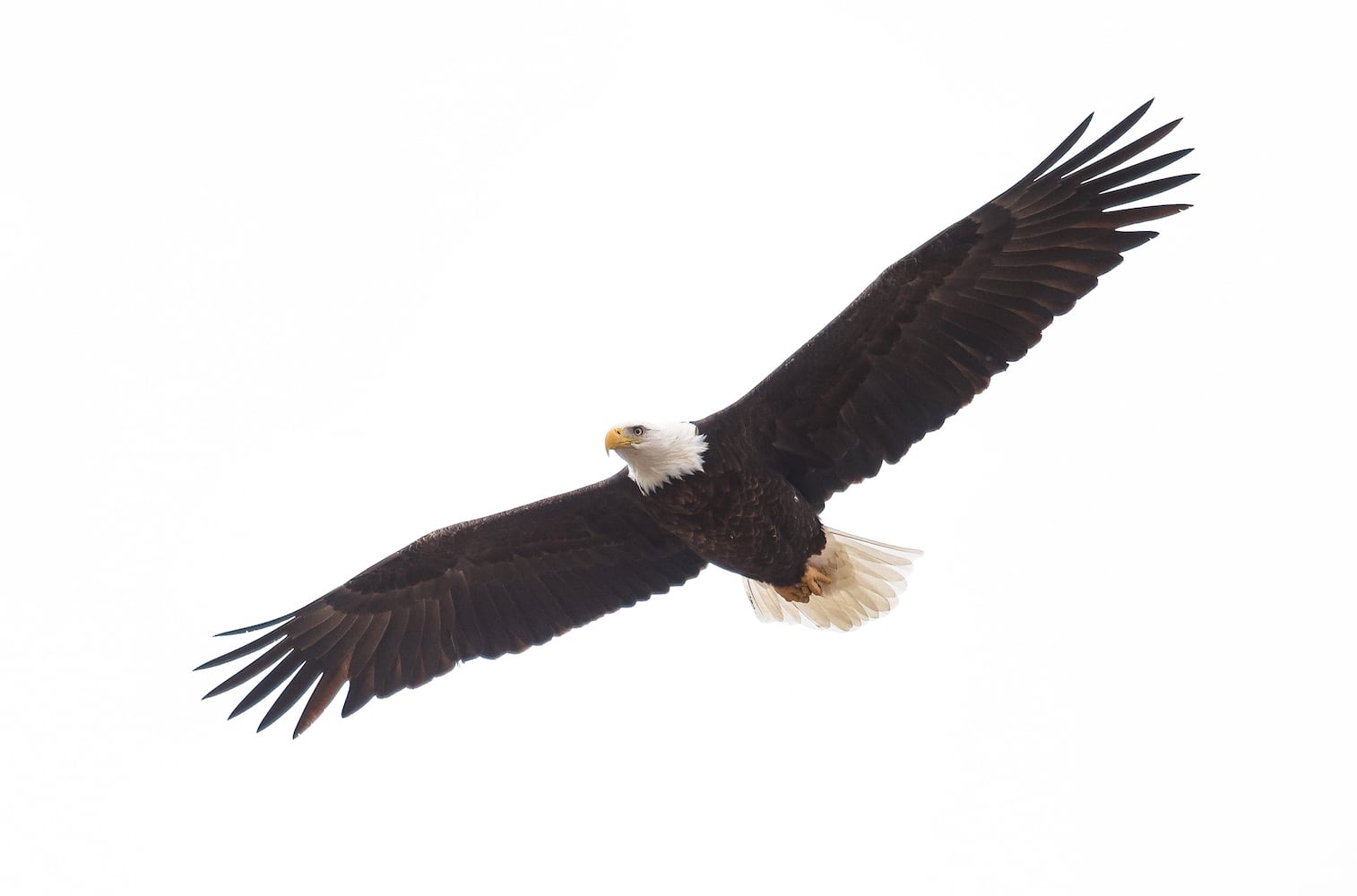 112625 bald eagle Hamilton
