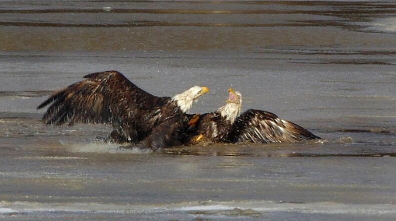 Two bald eagles were found stuck and in distress in an icy field in German Twp. Clark County Friday, Feb 18, 2022 but were able to free themselves. CREDIT GERMAN TOWNSHIP POLICE