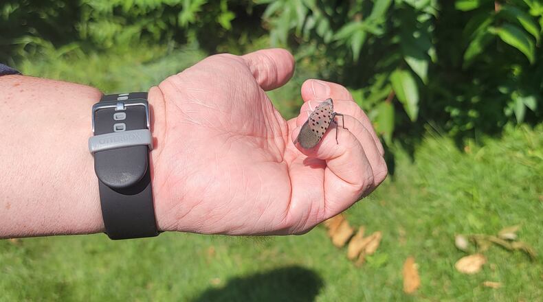 Adult spotted lanternfly