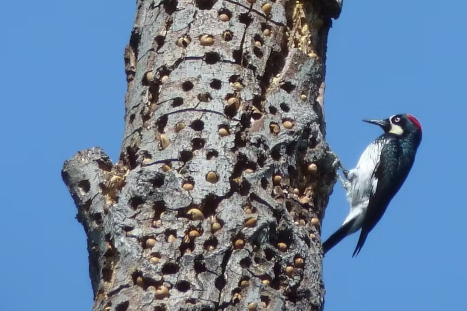 Dead and dying trees are useful for many animals, from woodpeckers that excavate holes to eagles, crows and other birds that build nests in them. This acorn woodpecker creates holes to store acorns. ERIC  PHELPS VIA WIKIMEDIA COMMONS/CONTRIBUTED