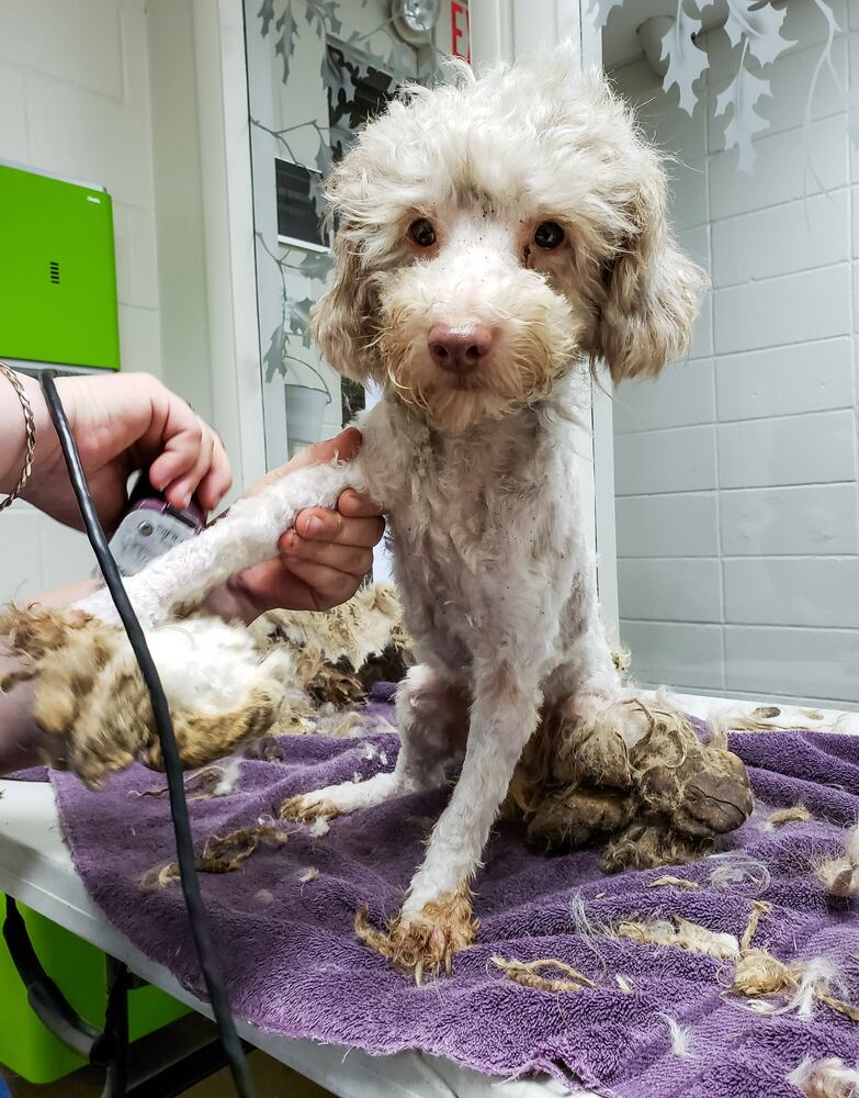 Humane Society of Warren County caring for 111 rescued poodles
