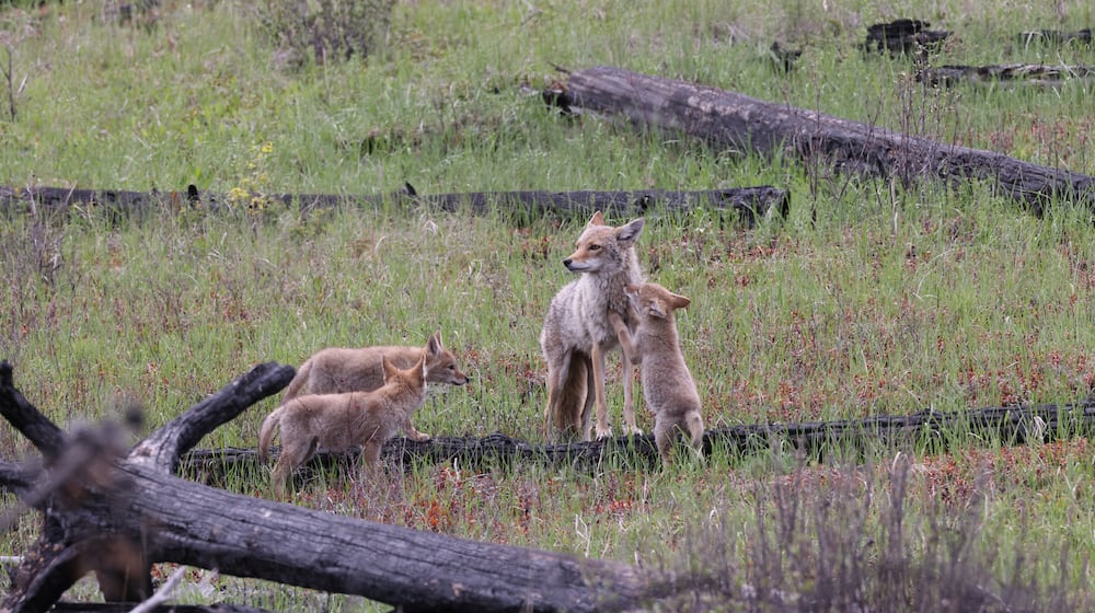 A female coyote keeping an eye over her pups. iSTOCK/COX
