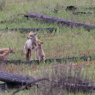 A female coyote keeping an eye over her pups. iSTOCK/COX