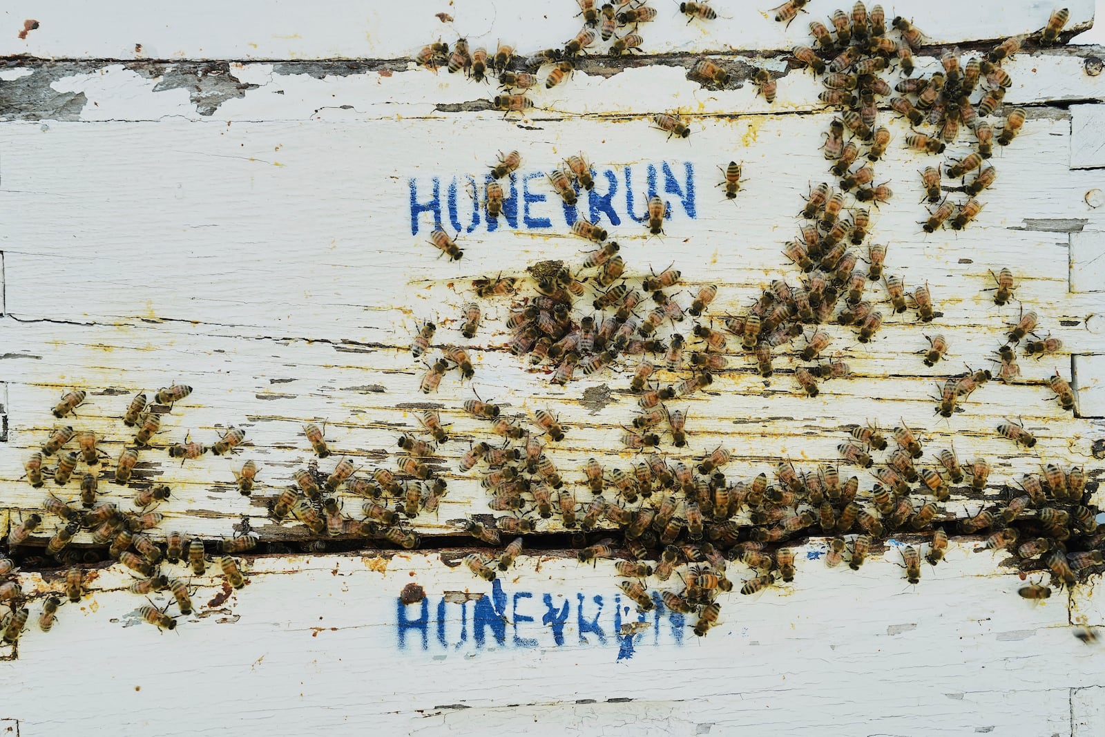 Honeybees gather on the outside of their hive Tuesday, June 24, 2025, in Williamsport, Ohio. (AP Photo/Joshua A. Bickel)