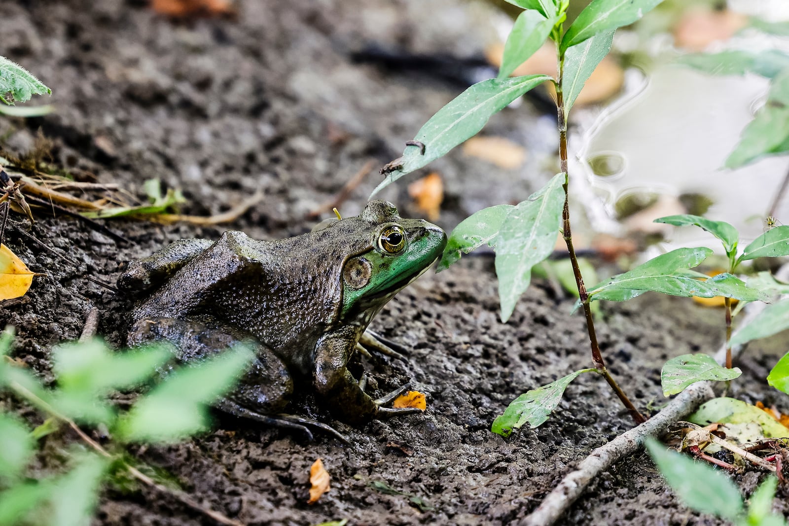 A frog sits along the bank of Songbird Pond at Timberman Ridge MetroPark Thursday, June 26, 2025. NICK GRAHAM/STAFF