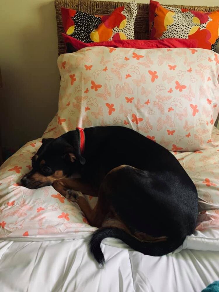PHOTOS Readers respond to National Black Dog day post with pictures of their pets.