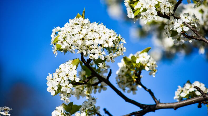 Flowers bloom as spring is in the air in Butler County. The National Oceanic and Atmospheric Administration released its spring outlook for April to June with predictions of more rain and warmer temperatures for the Ohio Valley. NICK GRAHAM / JOURNAL-NEWS