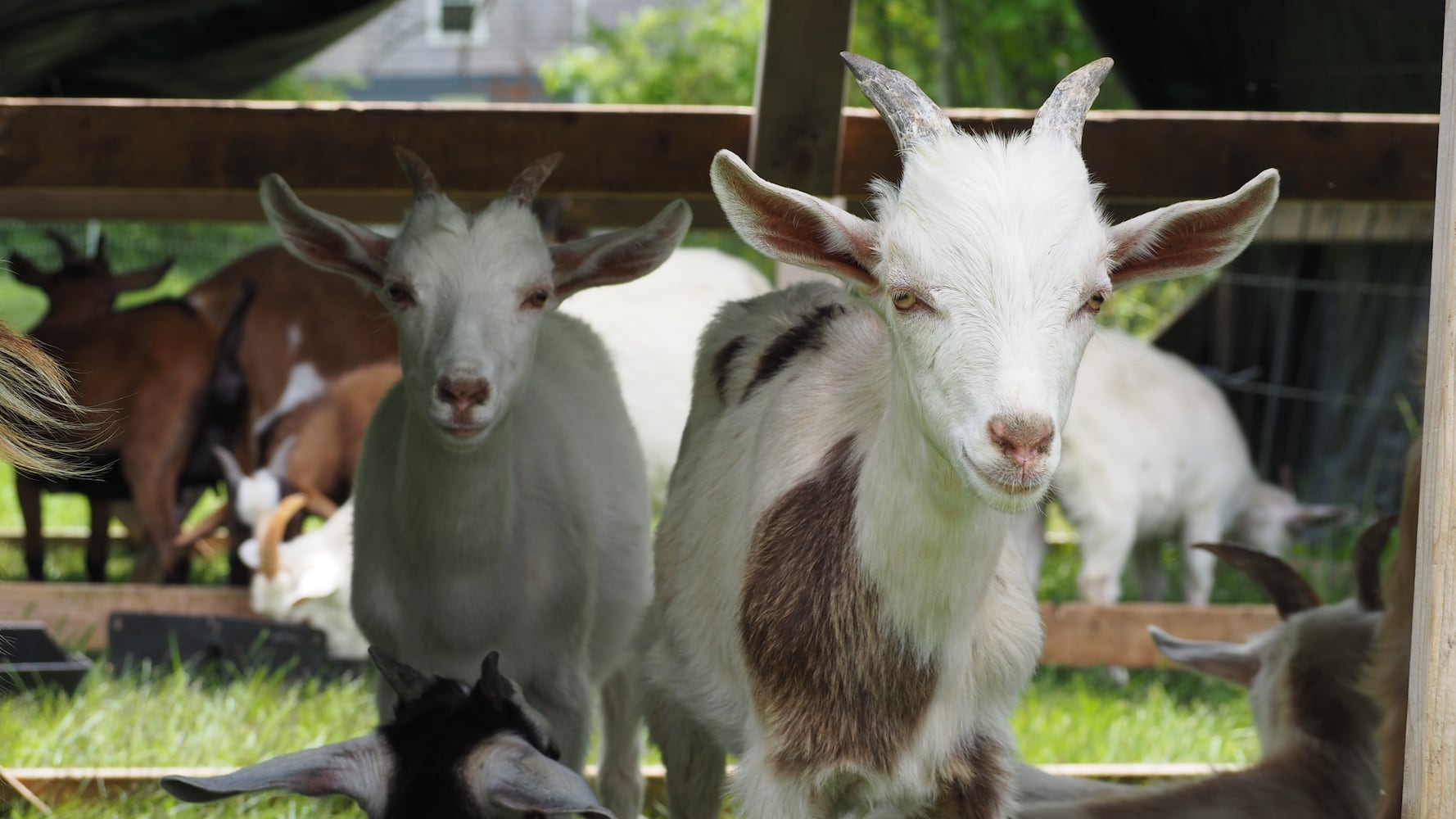 Miami Woods goats
