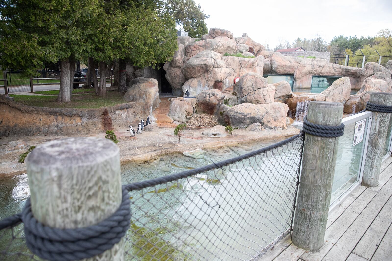 Penguins cavort near the entrance to the NEW Zoo in Green Bay, Wisconsin. (Brian Sirimaturos/St. Louis Post-Dispatch/TNS)