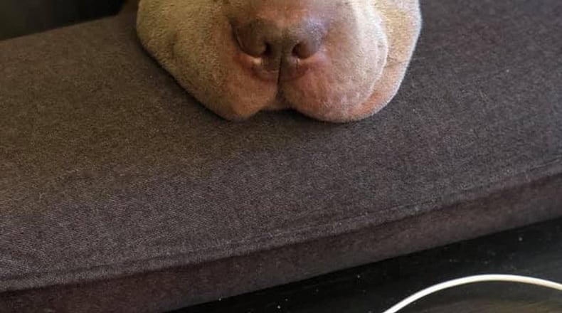 Otis, the dog wounded on Jan. 4 outside his home in Waynesville.