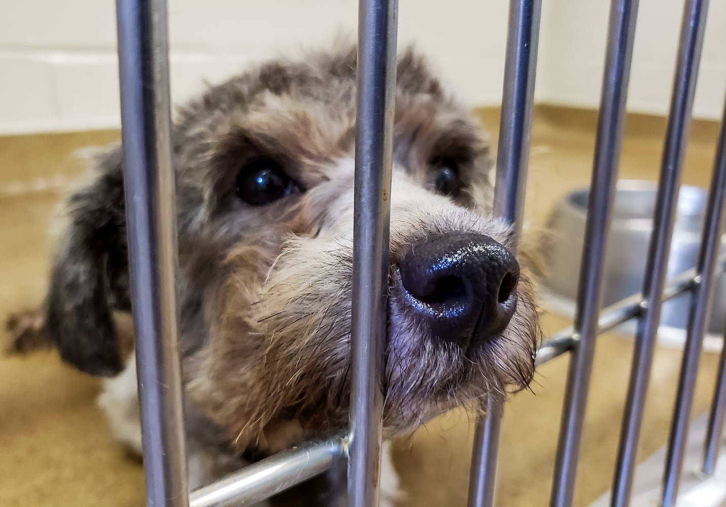 Humane Society of Warren County caring for 111 rescued poodles