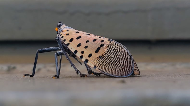 Spotted laternfly is the newest invasive pest in Ohio. SHUTTERSTOCK