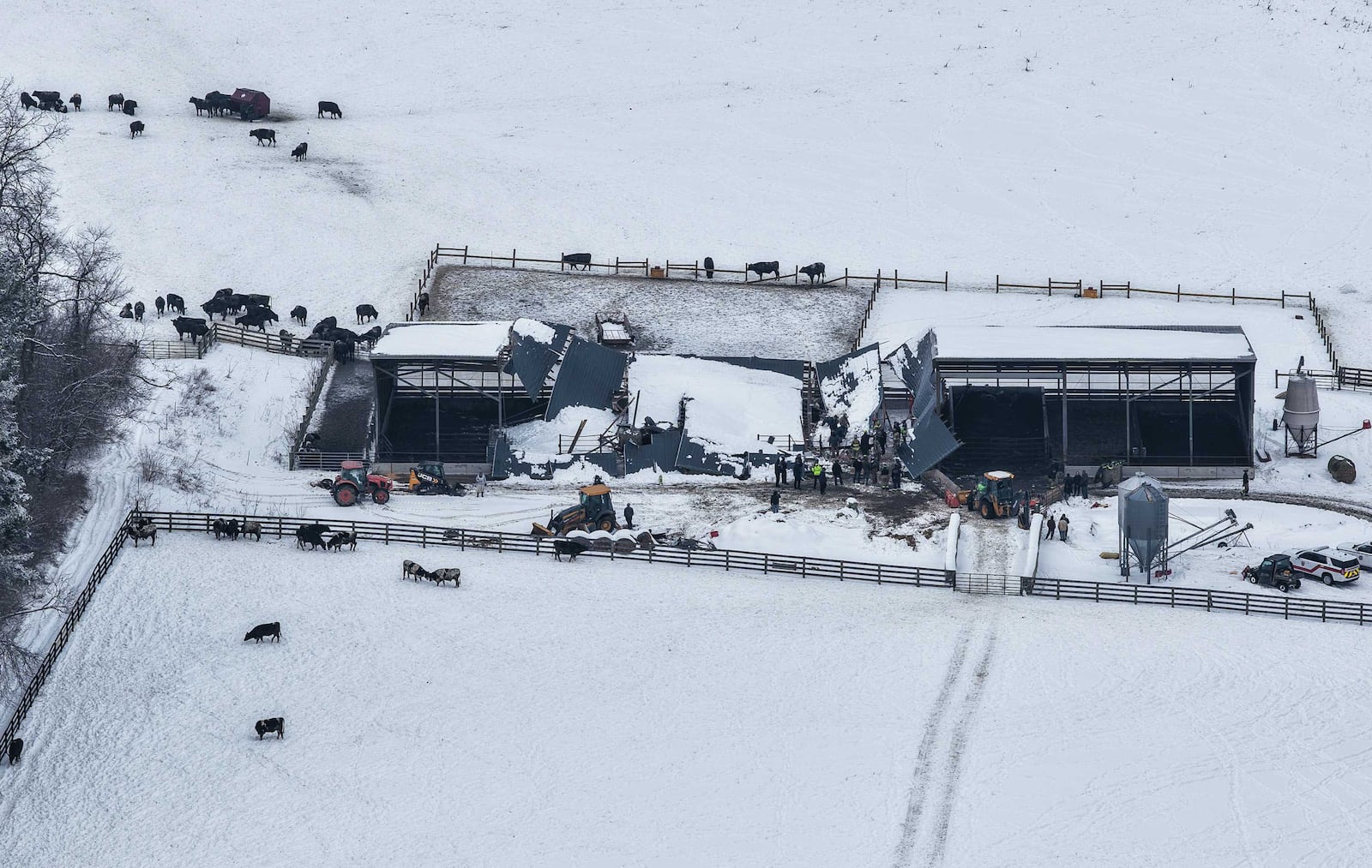 Between 30 to 40 cows were trapped after a barn collapse in Wayne Twp. on Feb. 3, 2026. NICK GRAHAM, STAFF