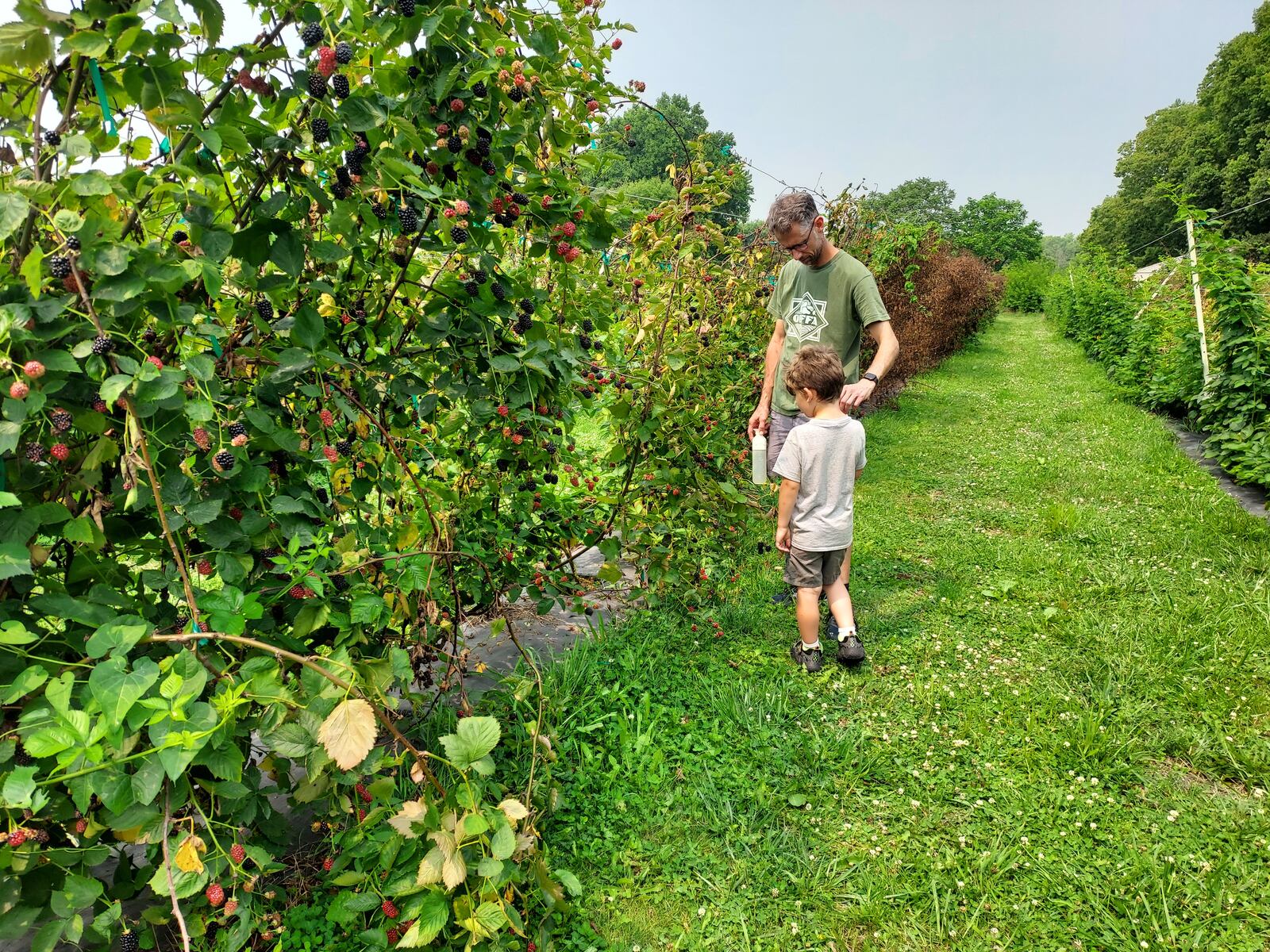 Guests at Indian Springs Berry Farm check out berries on a farm tour. GINNY MCCABE/CONTRIBUTED