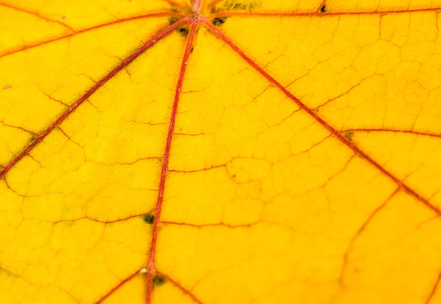 Fall colors October 2020