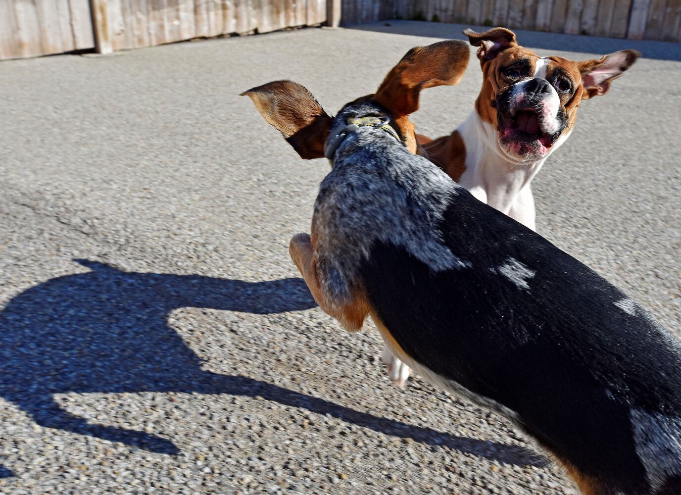 West Chester Pet Resort