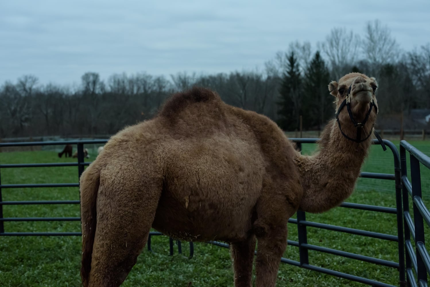 PHOTOS: Holiday Luminary Walk & Live Nativity at Hidden Valley Orchards
