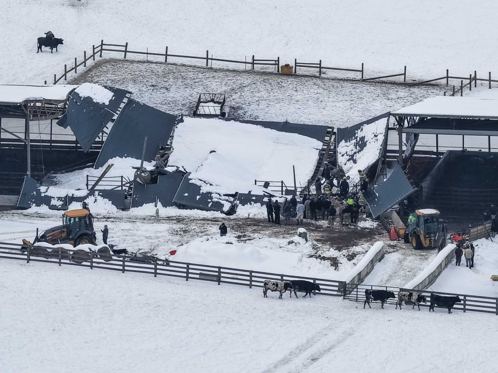 Between 30 to 40 cows were trapped after a barn collapse in Wayne Twp. on Feb. 3, 2026. NICK GRAHAM, STAFF