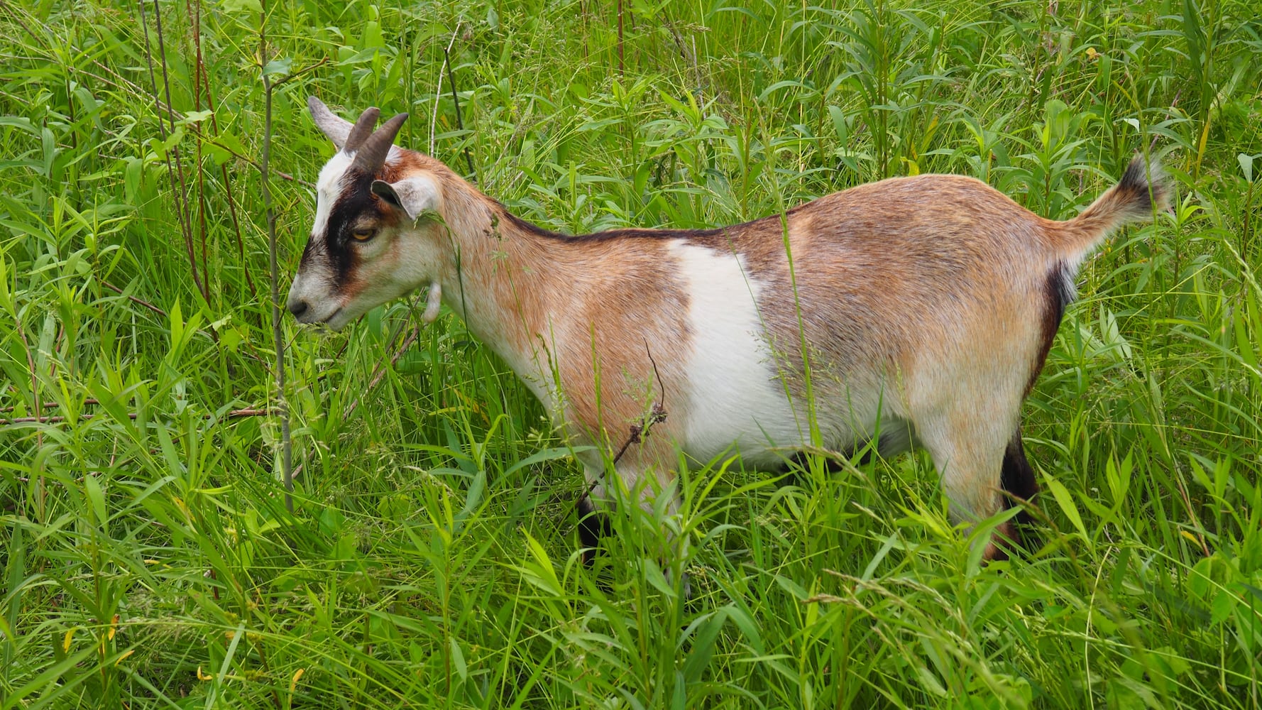Miami Woods goats